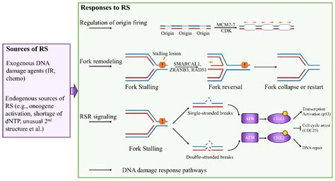 ASCOM REPLICATION .